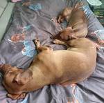 Bruno und Carlos - Tier und Menschmiteinander e.V. - Klicken für Vergrößern Bruno und Carlos - Tier und Menschmiteinander e.V. - Klicken für Vergrößern