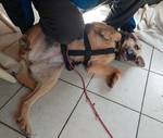 Sara auf Pflegestelle 92364 Deining - Tier und Menschmiteinander e.V. - Klicken für Vergrößern Sara auf Pflegestelle 92364 Deining - Tier und Menschmiteinander e.V. - Klicken für Vergrößern