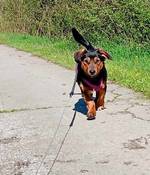 Semy - Tier und Menschmiteinander e.V. - Klicken f�r Vergr��ern